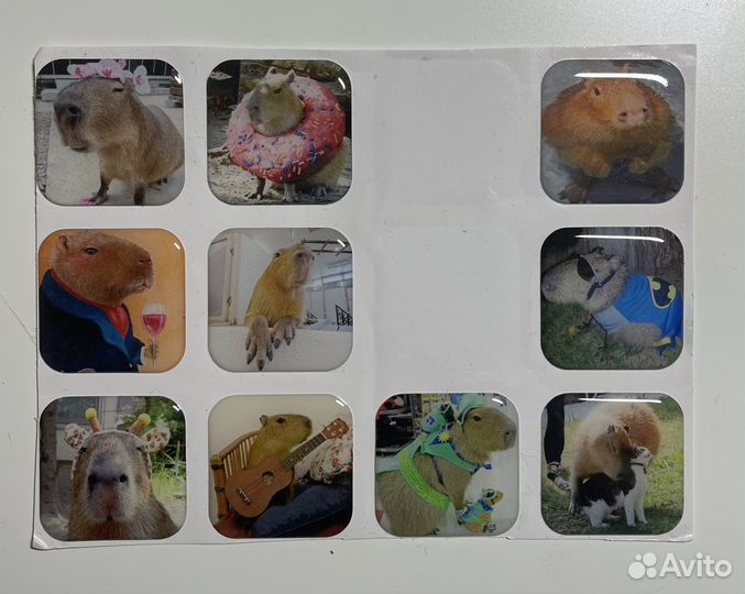 3d стикеры капибара