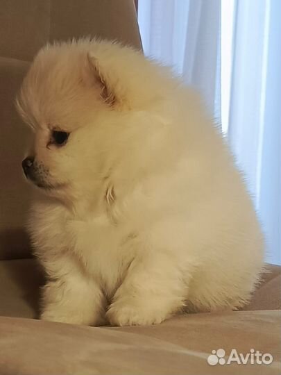 Померанский шпиц мини