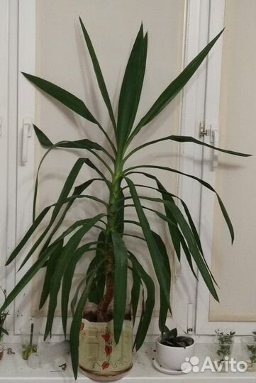 Юкка высота более 1 метра