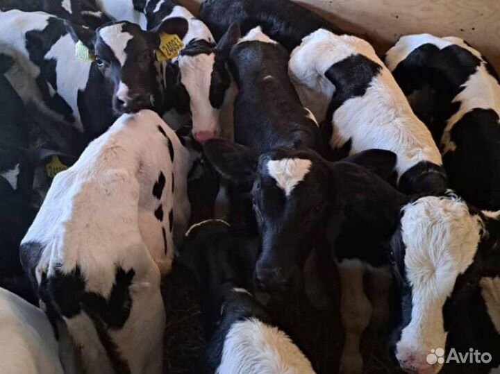 Телята бычки