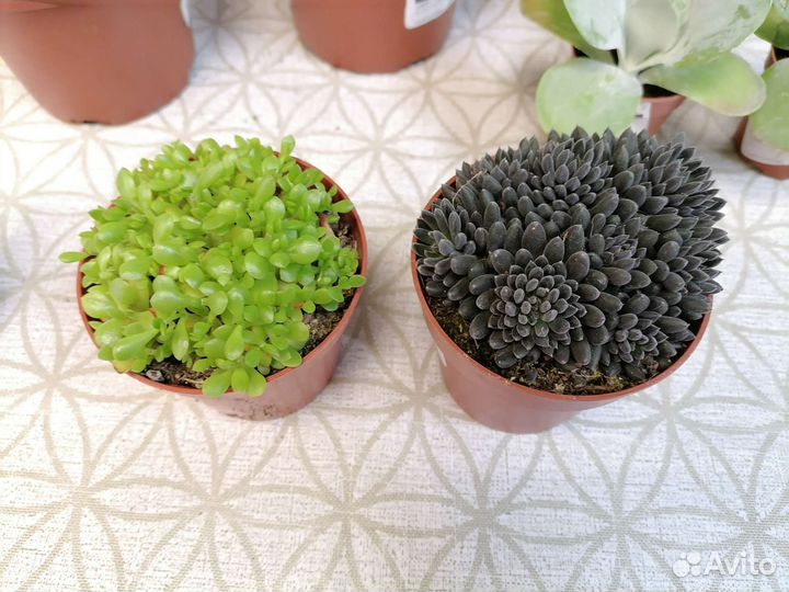 Замиокулькас Зензи, Агава, Эониум, Каланхоэ