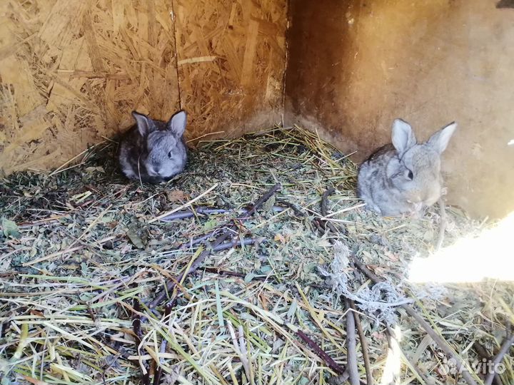 Кролики разных возростов