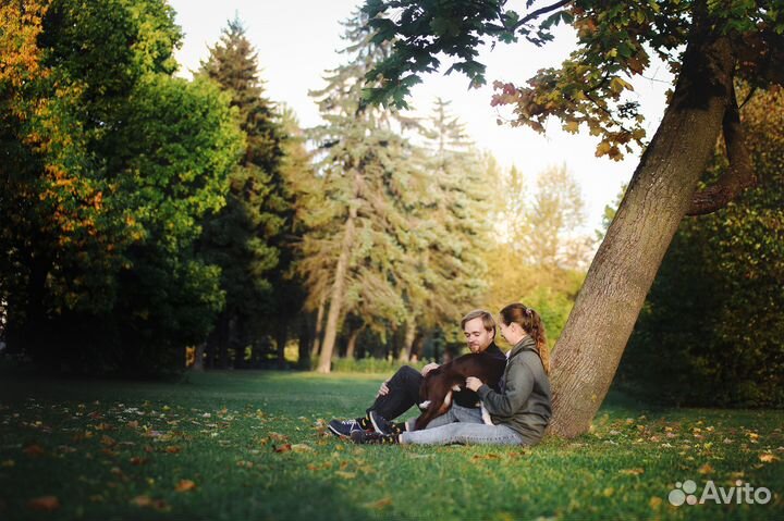 Фотограф-анималист в Санкт-Петербурге