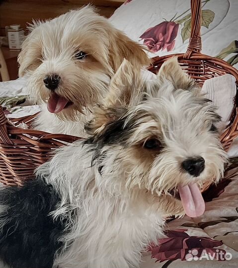 Йорк бивер и голддаст