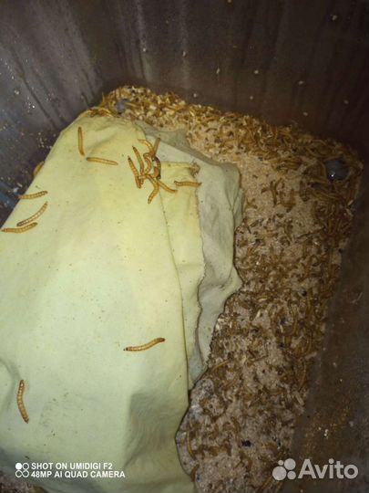 Сверчки, тропическая мокрица, хрущак, зоофобус