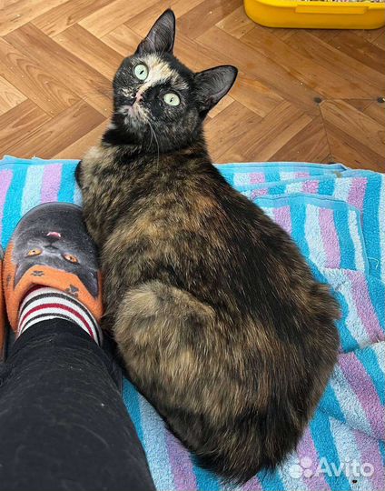 Кошки в добрые руки бесплатно