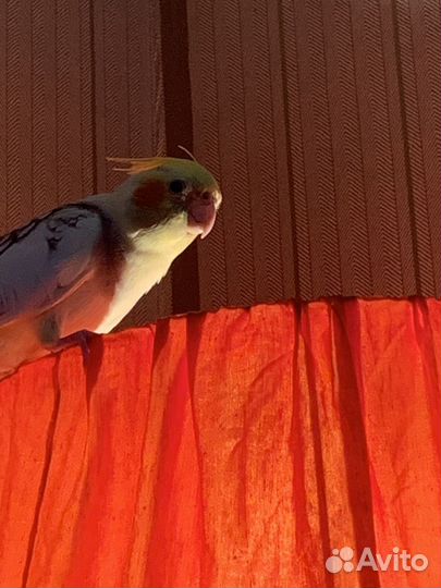 Попугай корелла мальчик ручной с клеткой