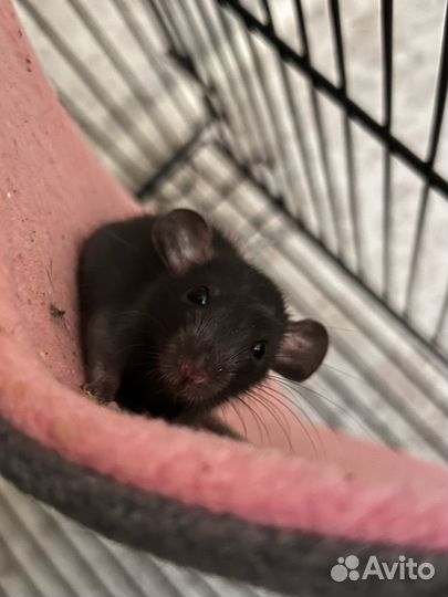 Крыса дамбо мальчик