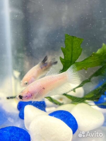 Рыбка Петушок