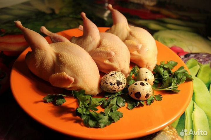 Инкубационное яйцо перепелов