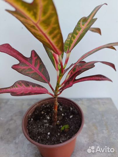 Много разных сортов кротонов