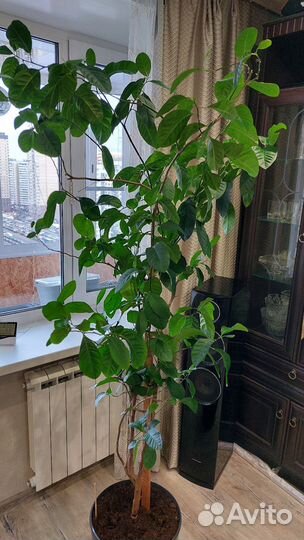 Лимонное дерево большое не привит