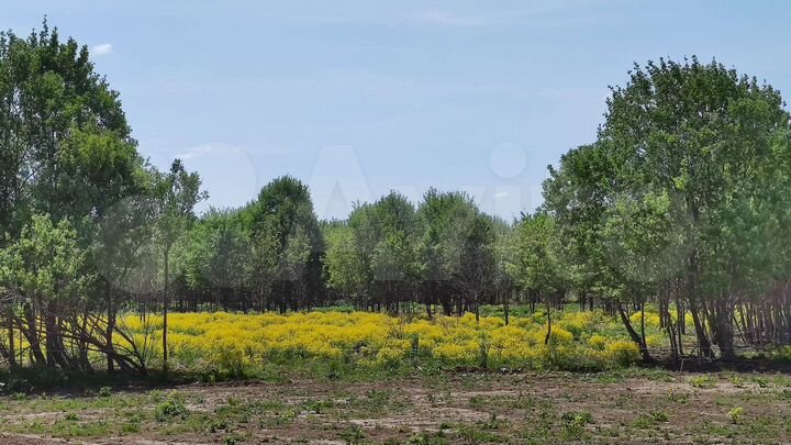 Участок 50 сот. (ИЖС)