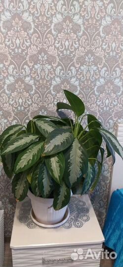 Аглаонема сильвер бей