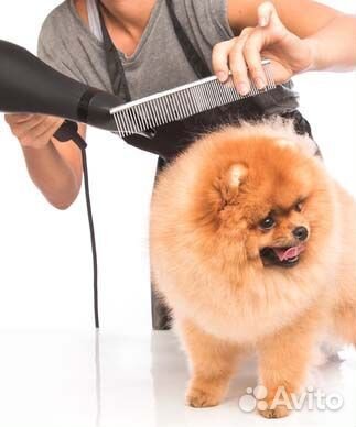 Грумерка с ООО с правом выкупа помещением