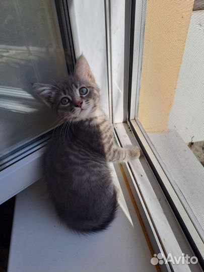 Котёнок мальчик