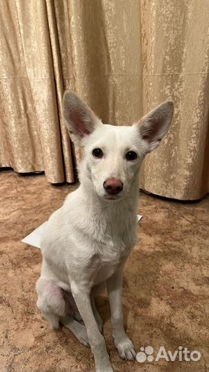 Собака в добрые руки