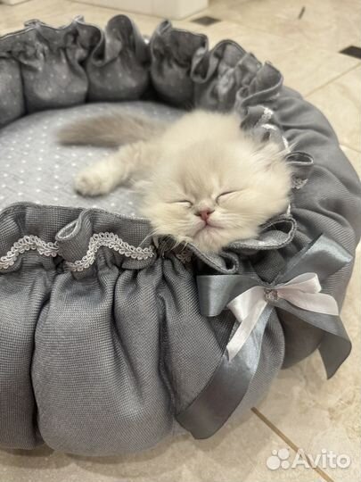 Лежанка для собак и кошек