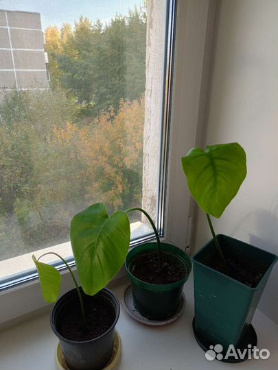 Детки монстеры