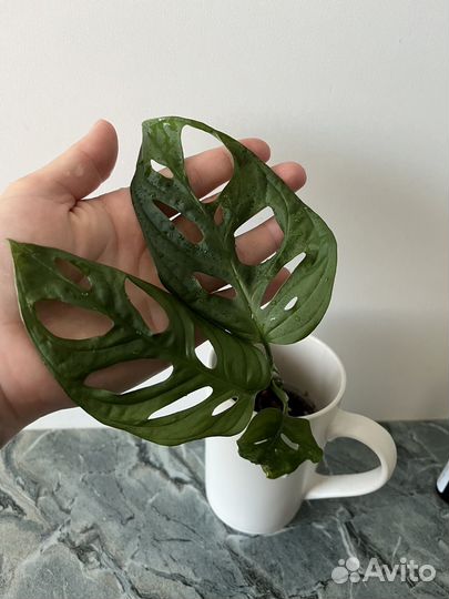 Монстера манки