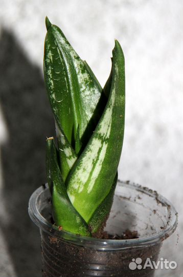 Сансевиерии сортовые