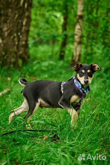 Щенок мальчик Ося в добрые руки