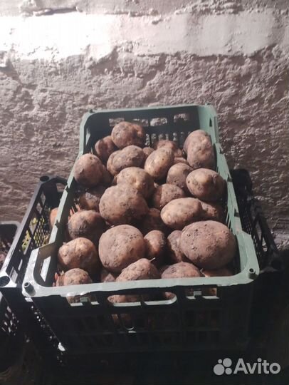 Продам семенной картофель