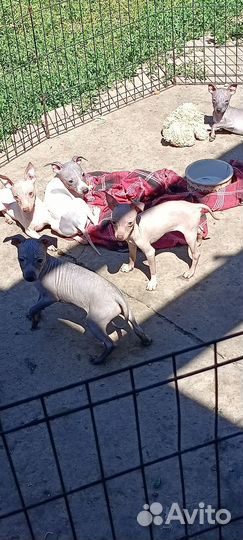 Агт щенки,ркф