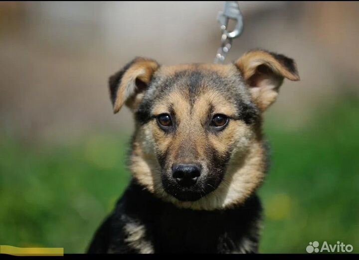 Красивый щенок ищет дом