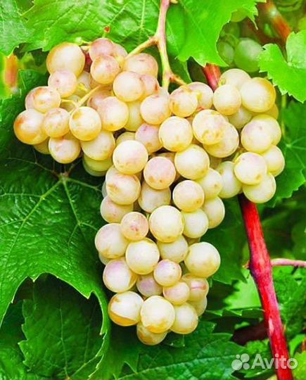 Винный виноград