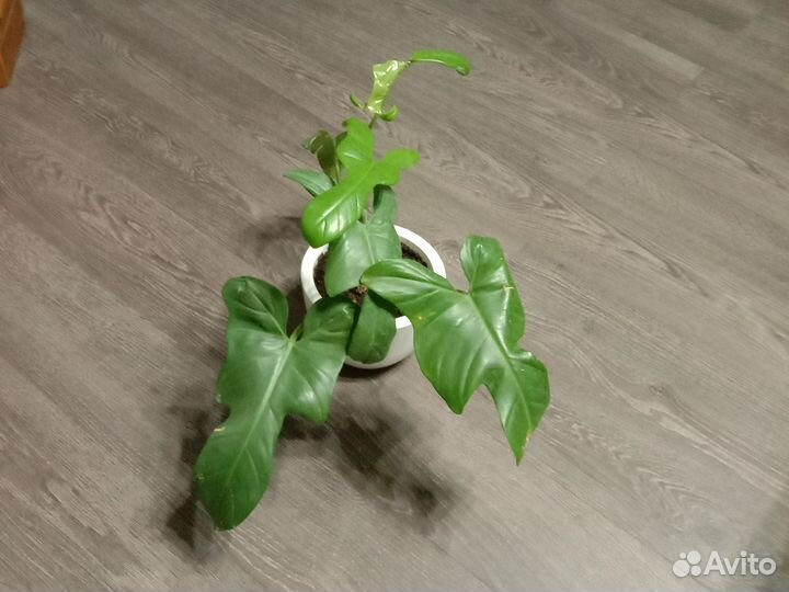 Филодендрон