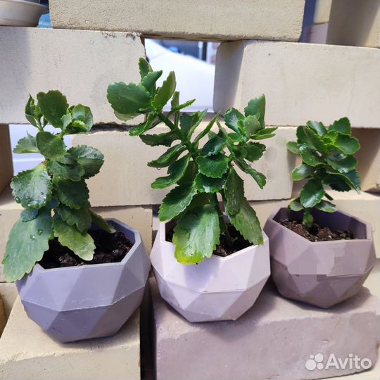 Каланхое цветущие