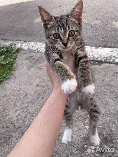 Кошки в добрые руки