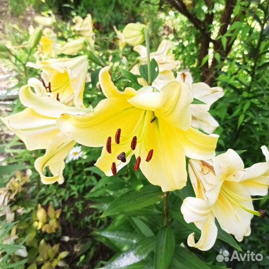 Лилия и Лилейники Гейхера Барвинок вариегатный