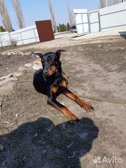 Собака в добрые руки доберман