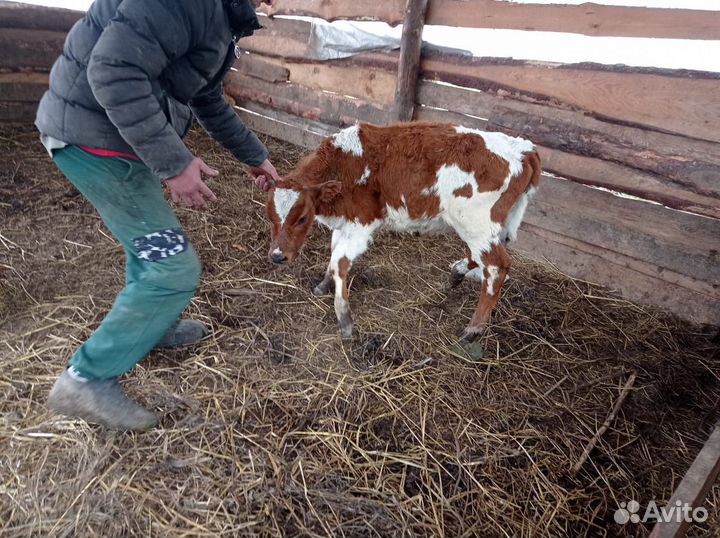 Теленок бычок 4 месяца