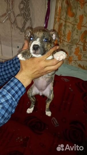 Стаффордширский терьер