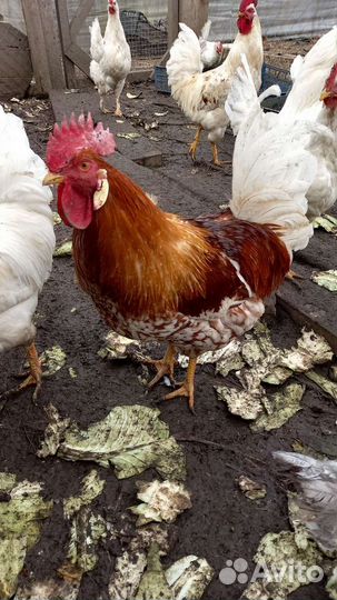 Куры несушки и петухи