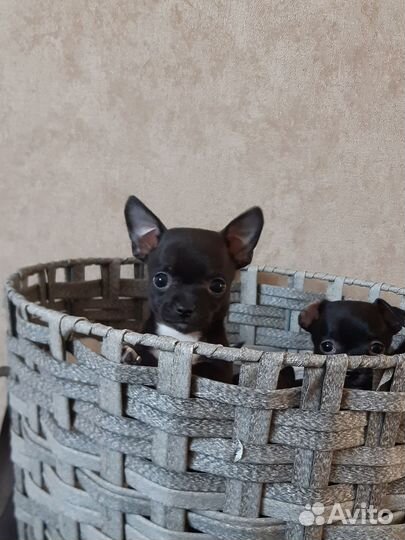 Щенки чихуахуа