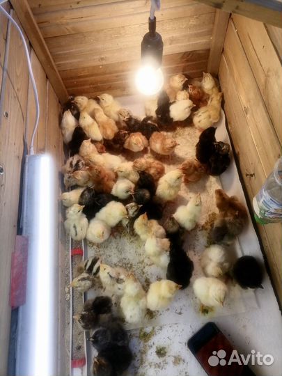 Цыплята кур несушек