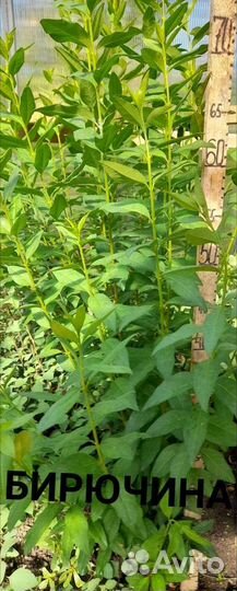 Декоративные кустики на дорост