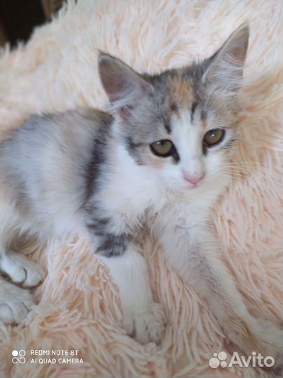 Котенок девочка в добрые руки