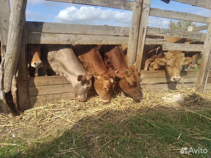 Бысеи и телки и коровы