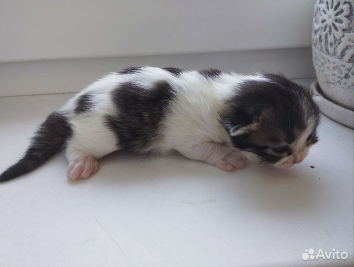 Шотландские вислоухие котята
