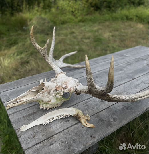 Рога лося на черепе