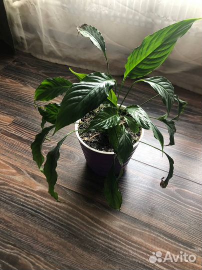 Растение комнтаное Спатифиллум