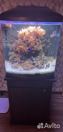 Морской аквариум с рыбками