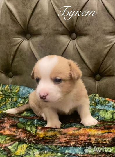 Мальчик рыжий вельш корги