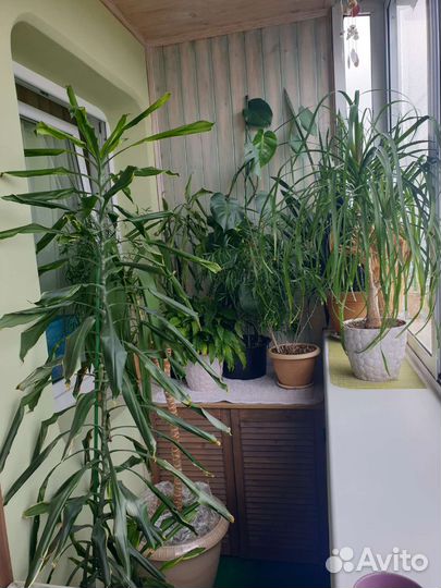 Комнатные растения