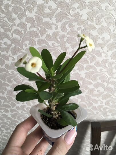 Молочай миля. Кактус